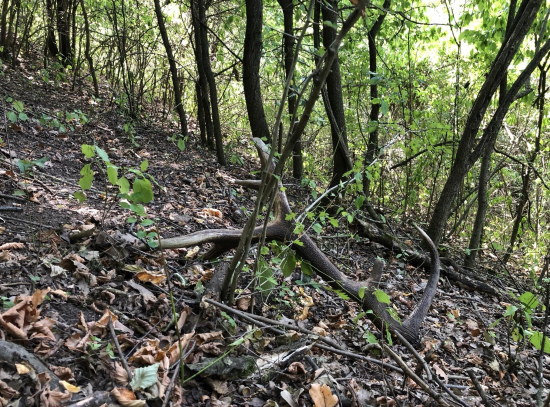 augustový skoro 3kg