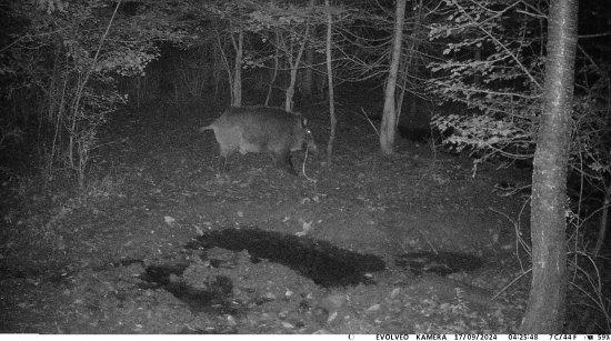 super ťažká váha