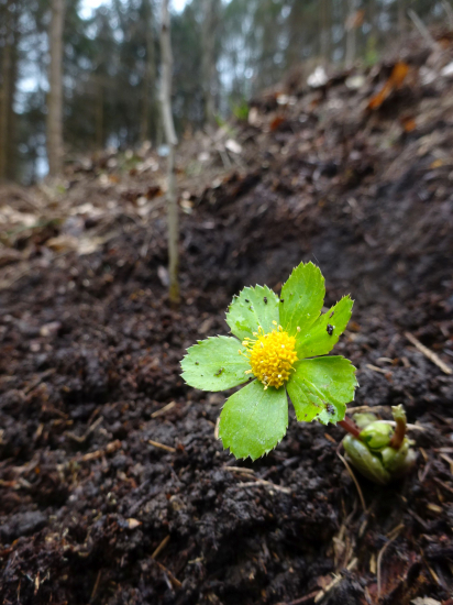 Hviezdnatec čemericový