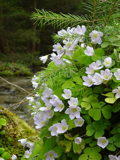 Kyslička obyčajná