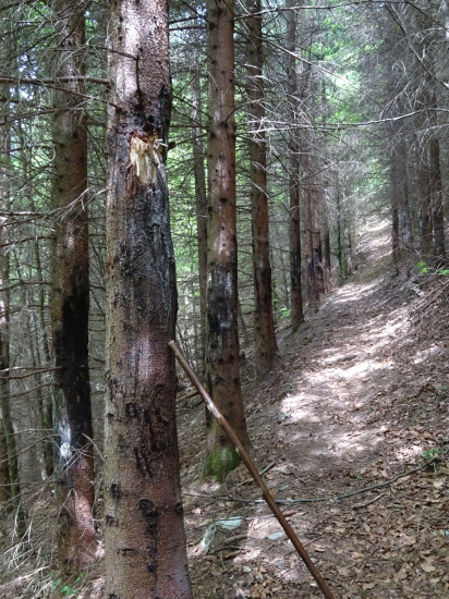 Aj medveď rád chodí po chodníku ...