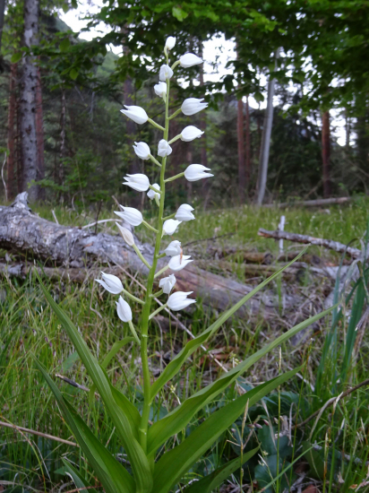 Prilbovka dlholistá