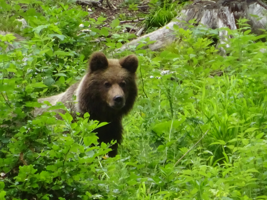Skúmavý pohľad...