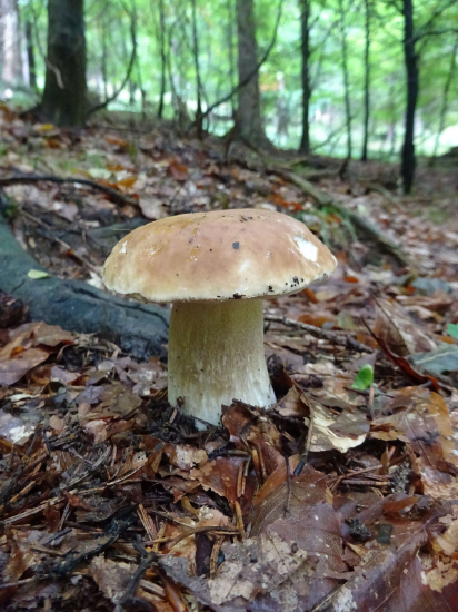 Poteší srdce hubára...