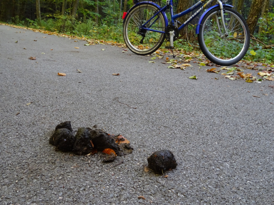 Na prostred cesty...