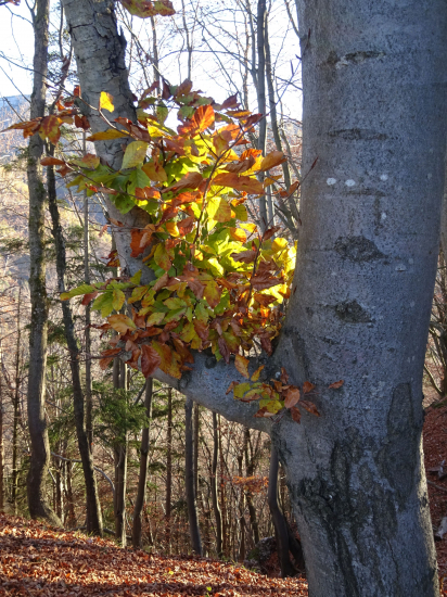 Posledná pripomienka babieho leta...