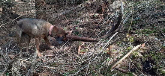 Štartovný s tromi medvedmi.