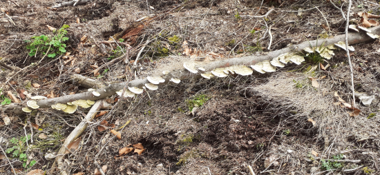 Rovno na praženicu,či...