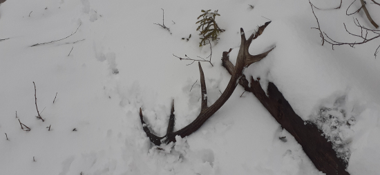 Kvetná nedeľa nesklamala.