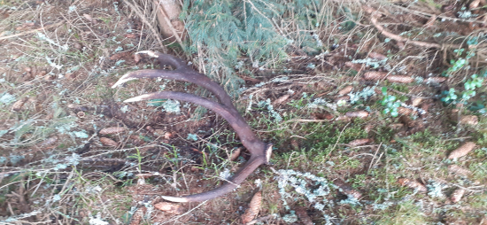 Je to tohoročný,ale ohlodaný.