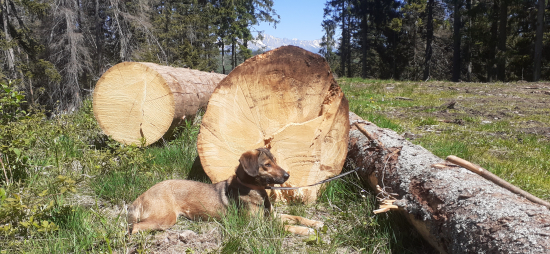 Počasie ako na Ďeň matiek.***