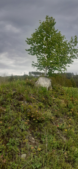 Briezka sa po zime krásne zazeleňala...