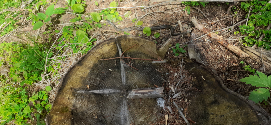 Že si trochu oddýchnem na pníku.