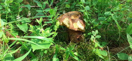 Modráčik,akurát do ,,gulášiku