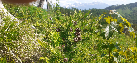 Malý smrekovec,,obsýpaný šiškami