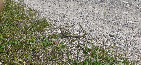 Obozretná,,zmija jedná