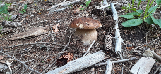 Prvý phľad,paráda.