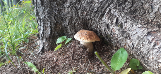 Darmo sa schovával.