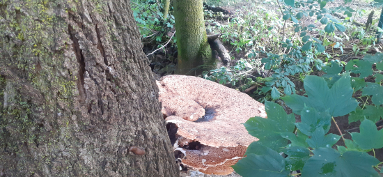 Žeby to bol trúdnik šupinatý?