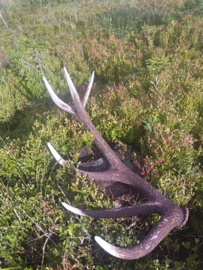 Kamarátov augustový na čučoriedkách.