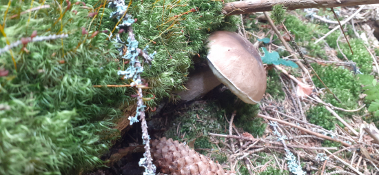 Tlačia sa aj keď je sucho.