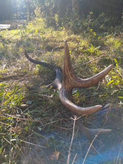 Kamarátov hubársky.