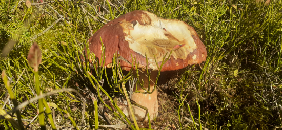 Jeseňáky chutia aj vysokej.