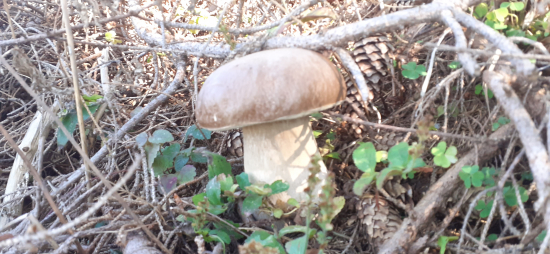 Trocha zašitý ale pekný.