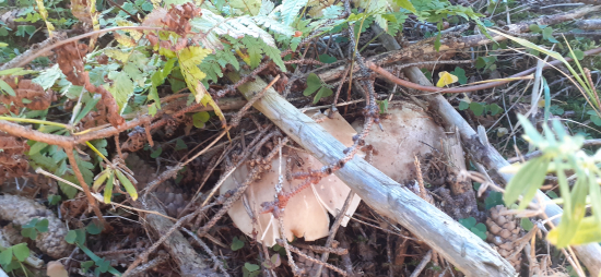 Poskrývané ale zdravé.