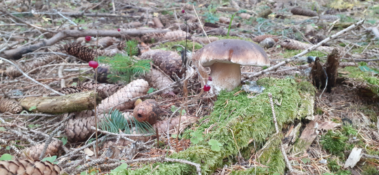 Posledný októbrový,,asi...