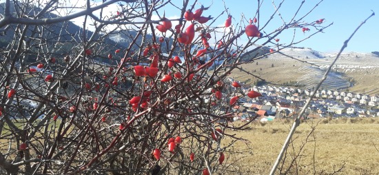 Šípkové cé-čka bez chemikalii.