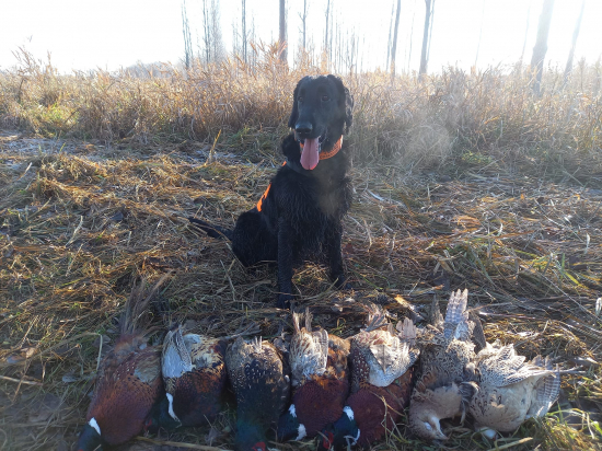 Ďalšia poľovačka v sezóne