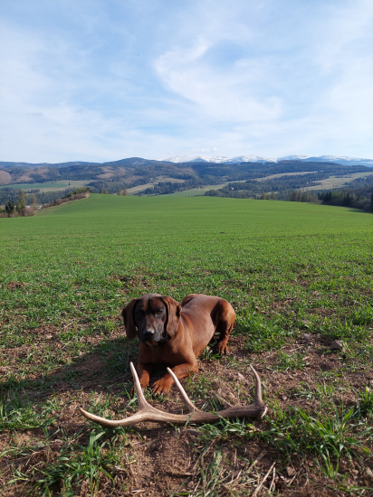 Poobedná prechádzka