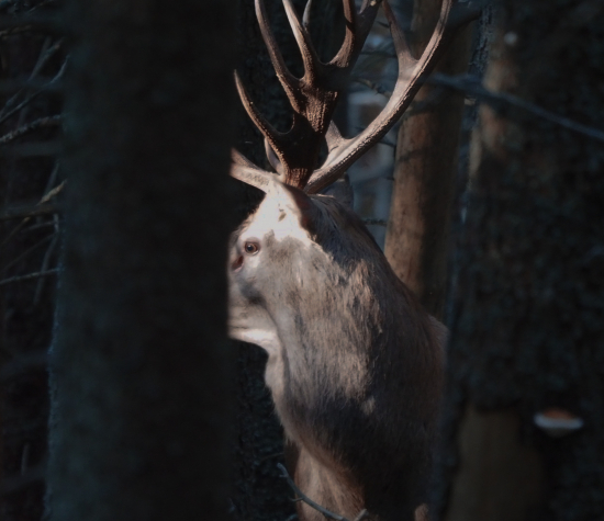 Schovaný, neschovaný, idem