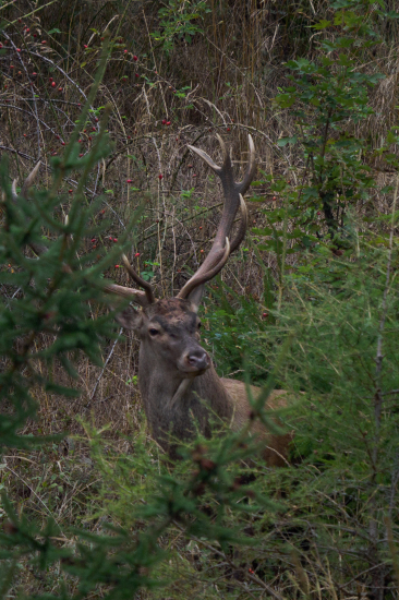 Odchádzal z kalužiska