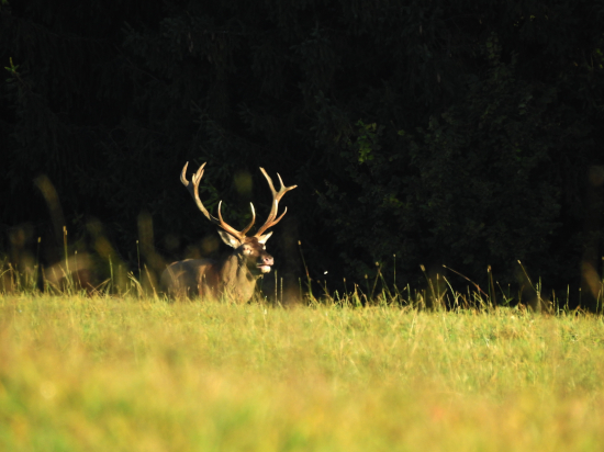V jedno slnečné ráno...