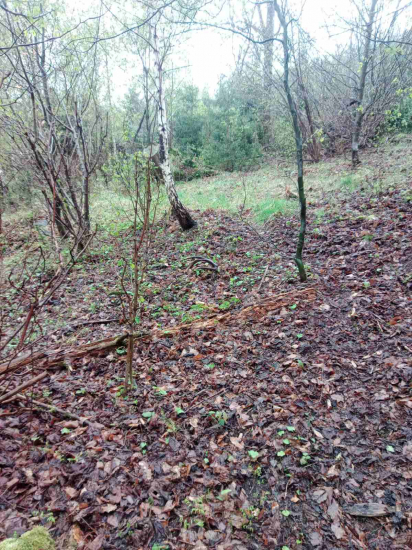 Meninovy strnastorak