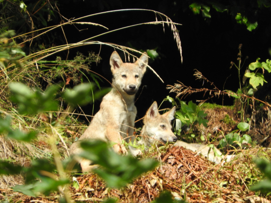 Pri vĺčom brlohu :)