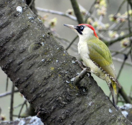 žlna zelená - picus viridis