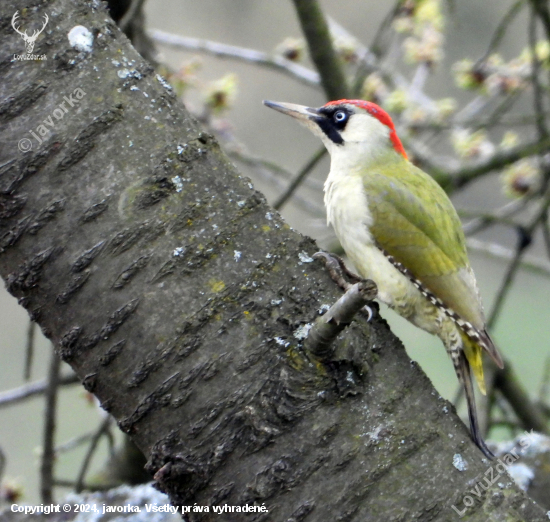 žlna zelená - picus viridis