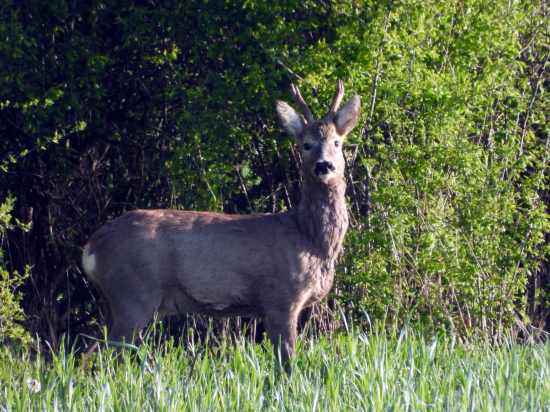 pri trnkovom kríčku