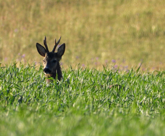 my sme už kámoši :)