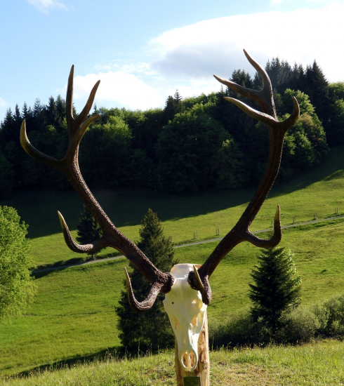 strelec Jozef Didy - hosť, 15 rokov, 220,37 b.CIC
