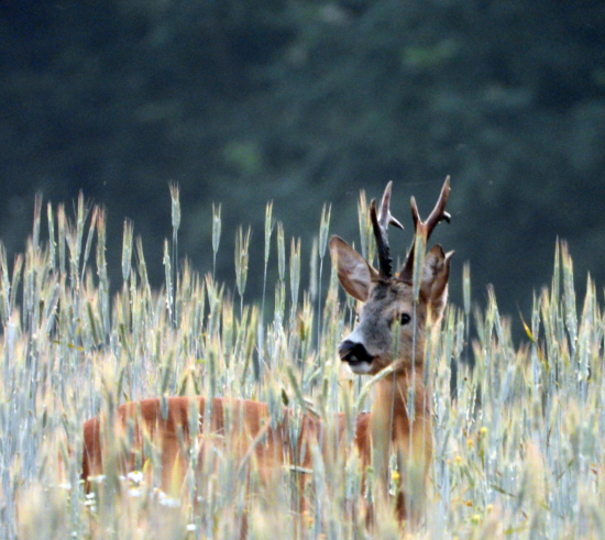 fešák z nedeľného rána