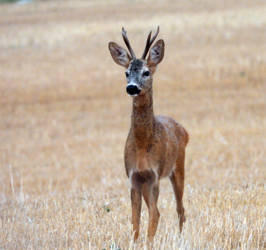 ešte  zareagoval na vábničku