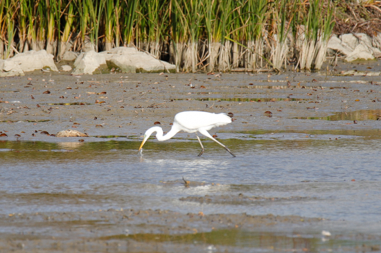 Beluša veľká na love