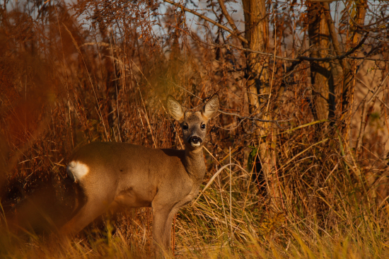 Srnec lesný - gombičkár