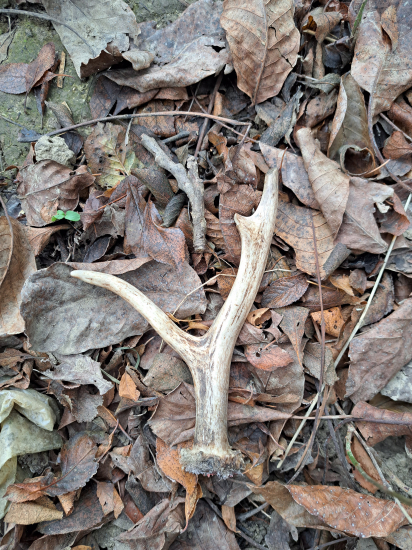 Čerstvý, rarita zo srnca