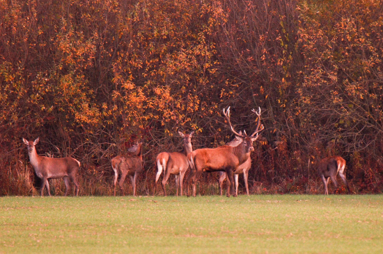 Jeleň lesný, stráži si svoje lane aj po ruji