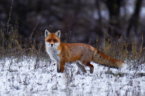 Líška, ráno na love